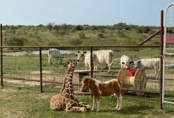 我的长颈鹿好朋友,与长颈鹿好友共度的奇妙时光