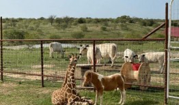 我的长颈鹿好朋友,与长颈鹿好友共度的奇妙时光