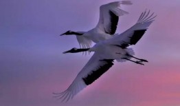 比翼难双飞,探寻爱情与现实的交织