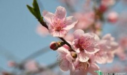 桃花灼灼,春日里的浪漫诗篇