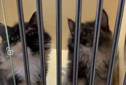 缅因姐妹,跨越时空的深情羁绊