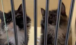 缅因姐妹,跨越时空的深情羁绊