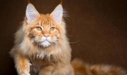 缅因姐妹,跨越时空的深情羁绊