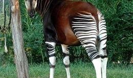 我的长颈鹿好朋友,与长颈鹿好友共度的奇妙时光