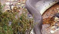 巨蟒1,奇幻冒险之旅的序幕拉开