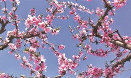 桃花灼灼,春日里的浪漫诗篇