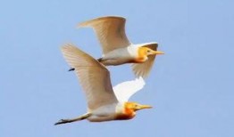 比翼难双飞,探寻爱情与现实的交织