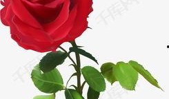 玫瑰藏于心间,探寻爱情与心灵的秘密花园