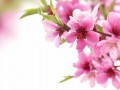 桃花灼灼,春日里的浪漫诗篇
