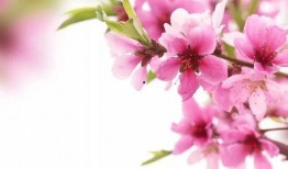 桃花灼灼,春日里的浪漫诗篇