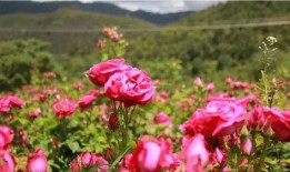 玫瑰藏于心间,探寻爱情与心灵的秘密花园